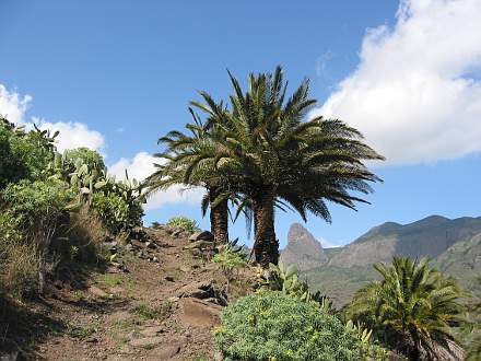 Palmen mit Roque de Agando