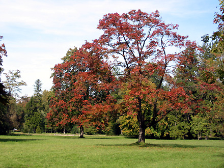 Herbstfarben im Englischen Garten