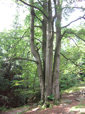 bemerkenswerte Naturdenkmale