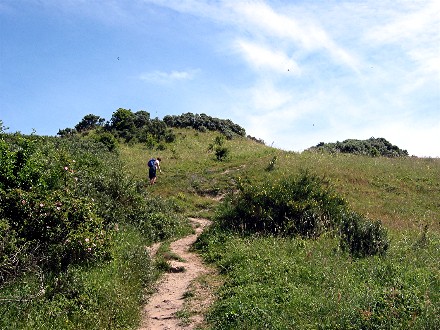 Dornbusch auf Hiddensee