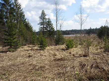 Im Kirchseemoor