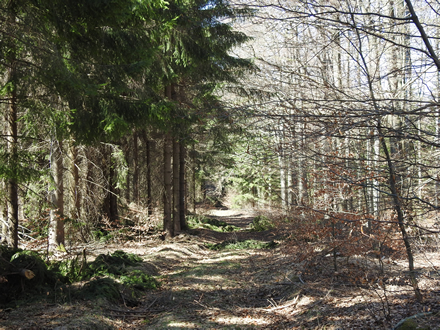 ein sonniger, aber etwas wüster Weg