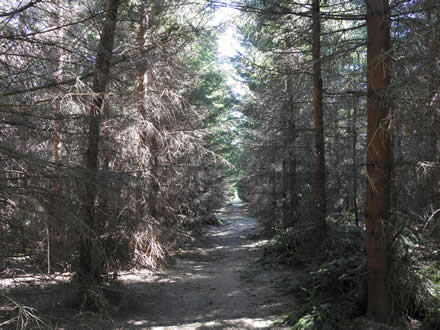 Waldweg nördlich von Kühnhaide