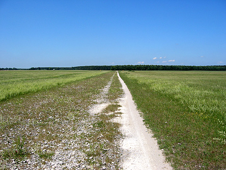 Heidelandschaft westlich des Garchinger Sees