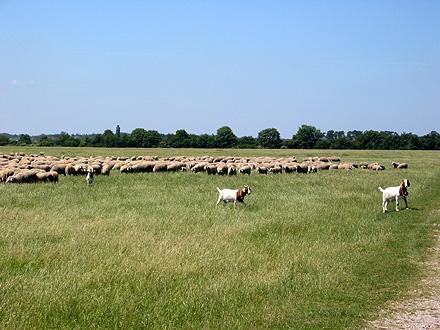 Schafe (und drei Ziegen) in der Heide