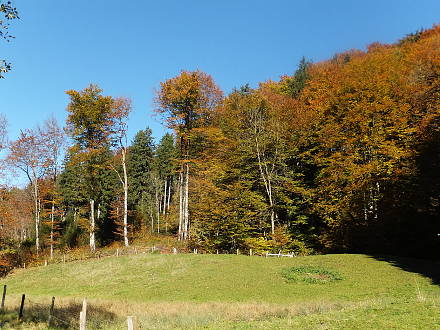 Herbstlaub im Mangfalltal