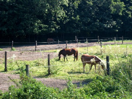 Pferdekoppel an der Würm in Allach