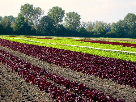 Farbenprächtige Salatfelder zwischen Schleißheim und Karlsfeld