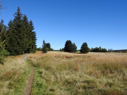 Blick vom Waldrand auf Kühnhaide