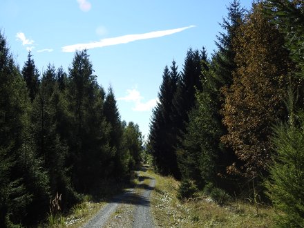 auf der Görkauer Straße