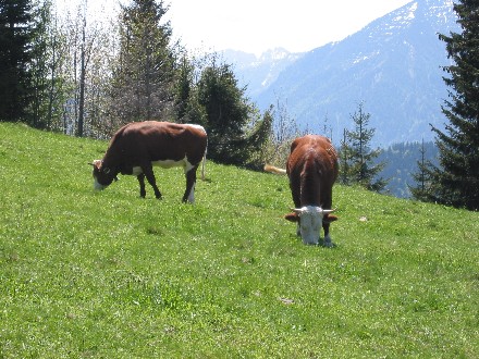 Kühe unterhalb der Neureuth