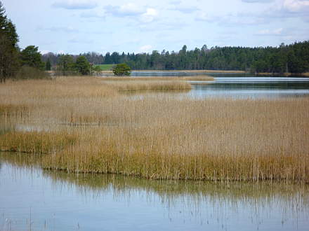 Schilfbereich im großen Ostersee