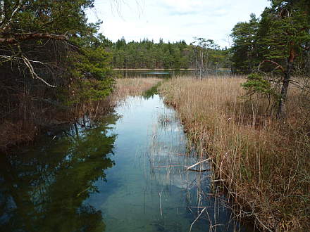 Staltacher See von der Brücke aus gesehen