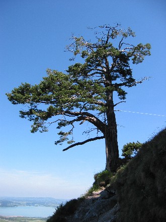 Baum über Forggensee